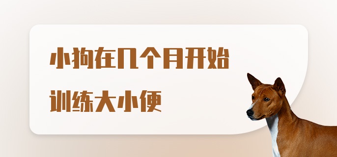 小狗在几个月开始训练大小便