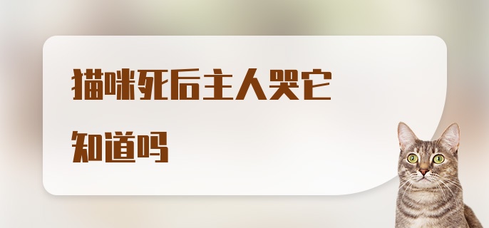 猫咪死后主人哭它知道吗