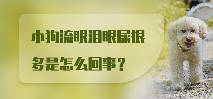 小狗流眼泪眼屎很多是怎么回事？