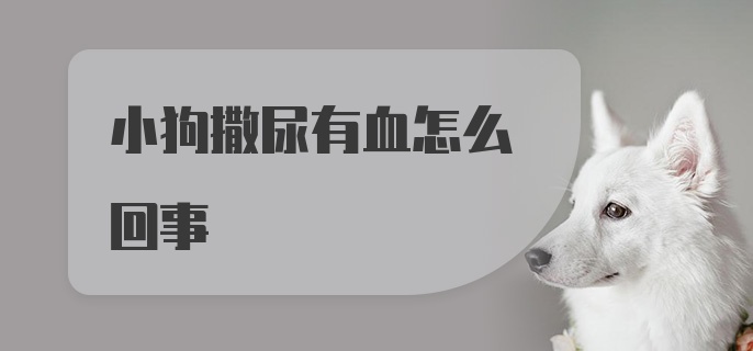 小狗撒尿有血怎么回事