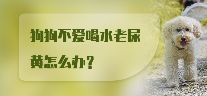 狗狗不爱喝水老尿黄怎么办？