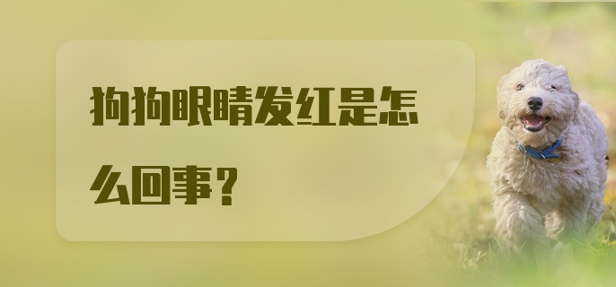 狗狗眼睛发红是怎么回事？