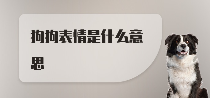 狗狗表情是什么意思