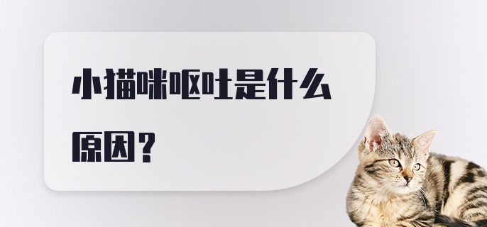 小猫咪呕吐是什么原因？