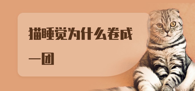 猫睡觉为什么卷成一团