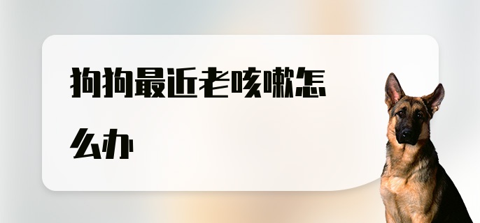 狗狗最近老咳嗽怎么办