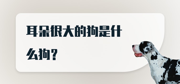 耳朵很大的狗是什么狗？