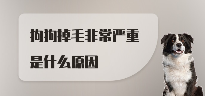 狗狗掉毛非常严重是什么原因