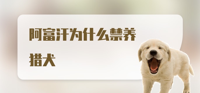 阿富汗为什么禁养猎犬