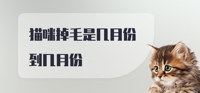 猫咪掉毛是几月份到几月份