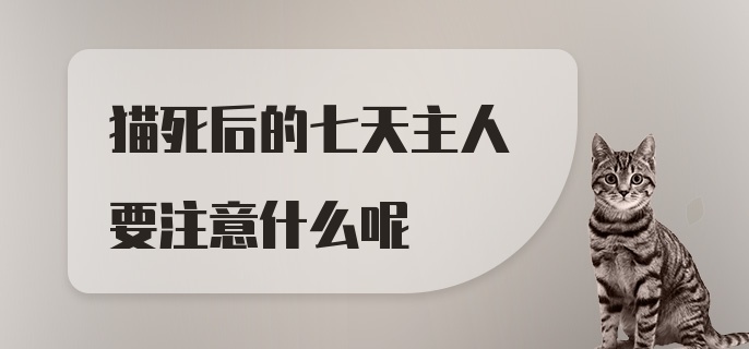 猫死后的七天主人要注意什么呢