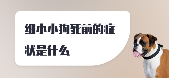 细小小狗死前的症状是什么