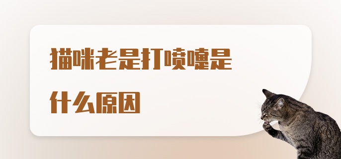 猫咪老是打喷嚏是什么原因