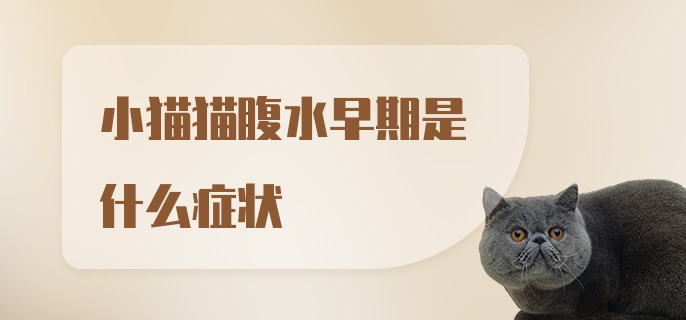 小猫猫腹水早期是什么症状