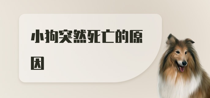 小狗突然死亡的原因