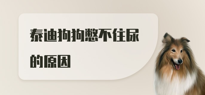 泰迪狗狗憋不住尿的原因