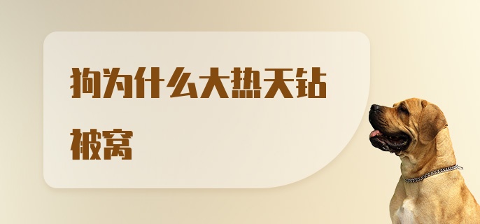 狗为什么大热天钻被窝