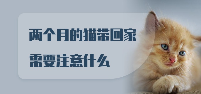 两个月的猫带回家需要注意什么