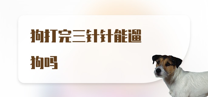 狗打完三针针能遛狗吗