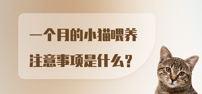 一个月的小猫喂养注意事项是什么？