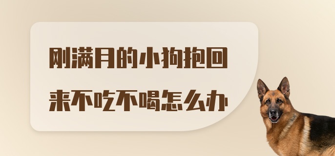 刚满月的小狗抱回来不吃不喝怎么办