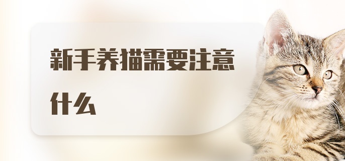 新手养猫需要注意什么