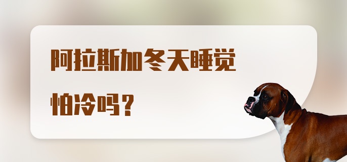 阿拉斯加冬天睡觉怕冷吗?