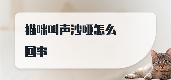 猫咪叫声沙哑怎么回事