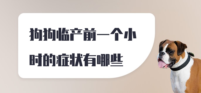 狗狗临产前一个小时的症状有哪些