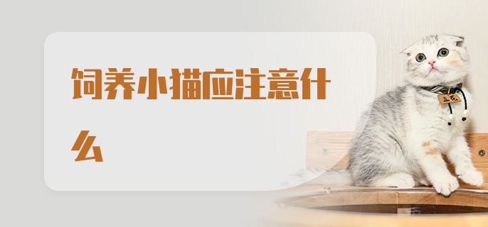 饲养小猫应注意什么