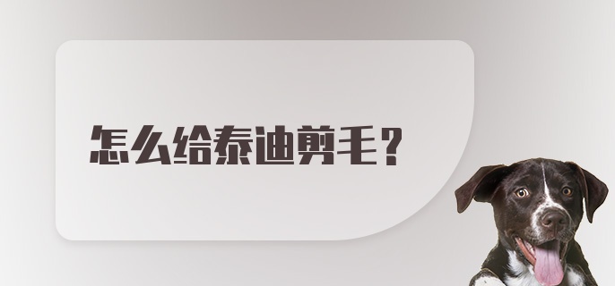 怎么给泰迪剪毛?