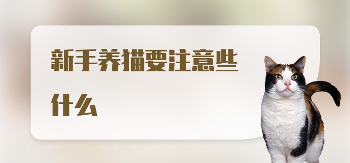 新手养猫要注意些什么