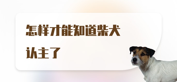 怎样才能知道柴犬认主了