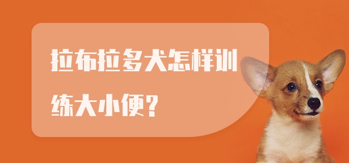 拉布拉多犬怎样训练大小便？