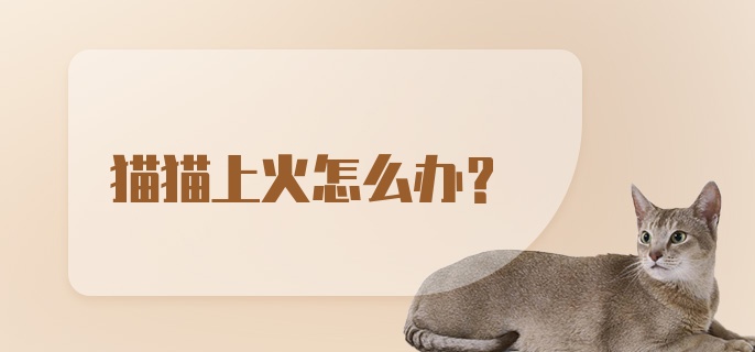 猫猫上火怎么办?