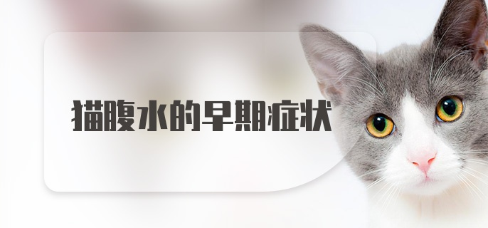 猫腹水的早期症状