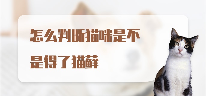 怎么判断猫咪是不是得了猫藓