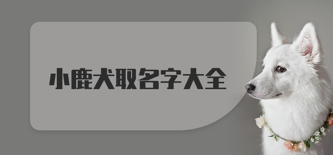 小鹿犬取名字大全