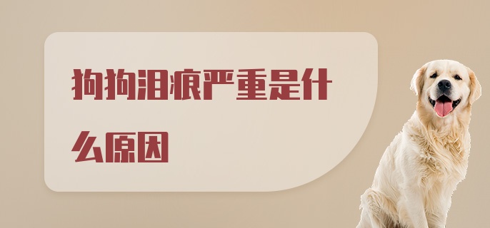 狗狗泪痕严重是什么原因