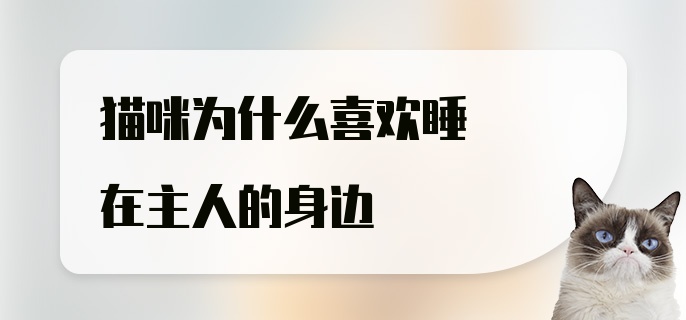 猫咪为什么喜欢睡在主人的身边