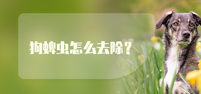 狗蜱虫怎么去除？