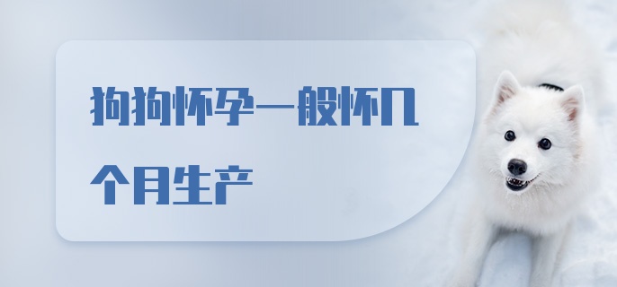 狗狗怀孕一般怀几个月生产