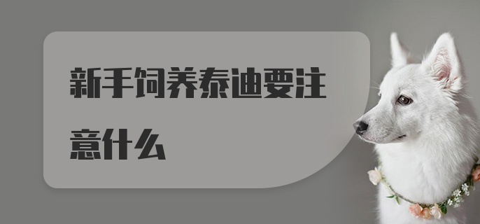 新手饲养泰迪要注意什么