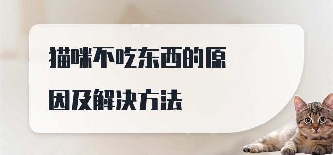 猫咪不吃东西的原因及解决方法