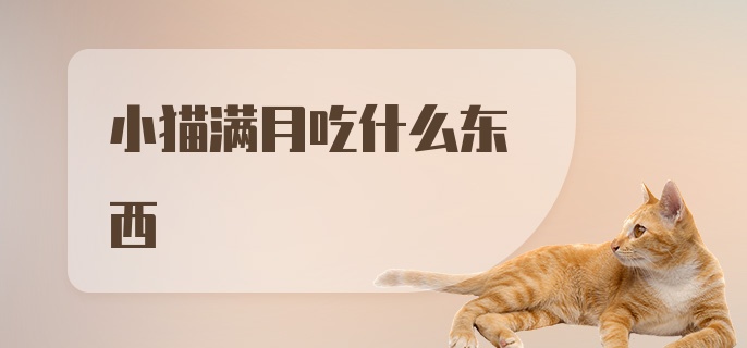 小猫满月吃什么东西