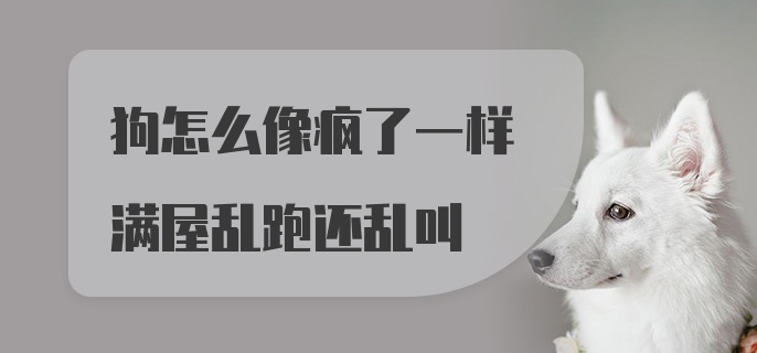 狗怎么像疯了一样满屋乱跑还乱叫