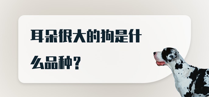 耳朵很大的狗是什么品种?