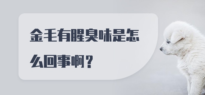 金毛有腥臭味是怎么回事啊？