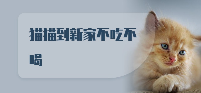 猫猫到新家不吃不喝