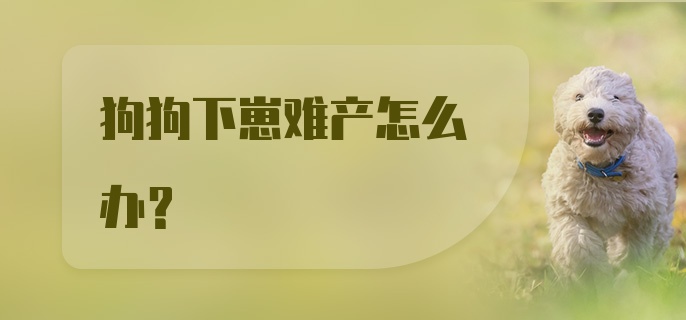 狗狗下崽难产怎么办？